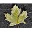 Amazing Maple Leaves – Dan330