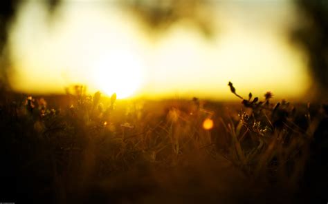 2560x1600 Nature Sunlight Blurred Grass Wallpaper Coolwallpapersme