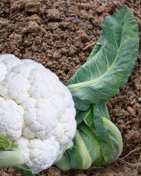 Twister Hybrid Cauliflower Seeds