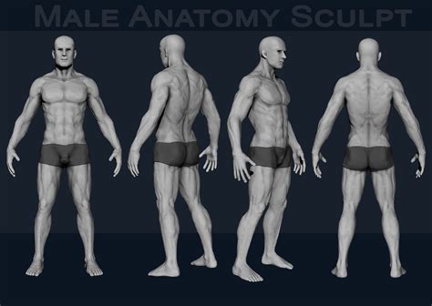 Stefan Hoffmann Male Body Sculpt