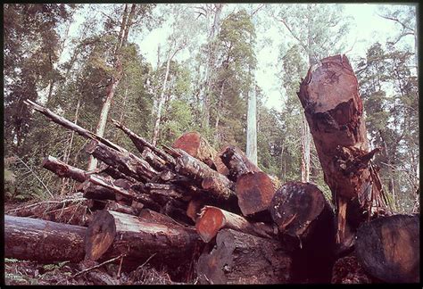 Is The Tasmanian Forest Agreement Collapsing