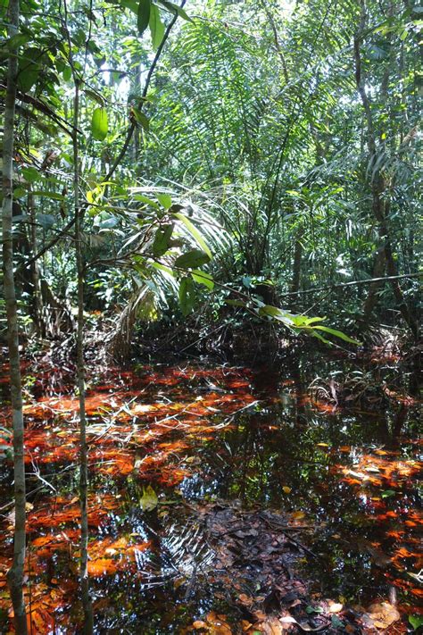 Das kongobecken wird manchmal einfach als kongo bezeichnet. Torfmoor im Kongobecken (Fotos) - DER SPIEGEL