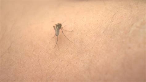 Why Mosquitoes Love To Bite You — And What To Do About Those Pesky