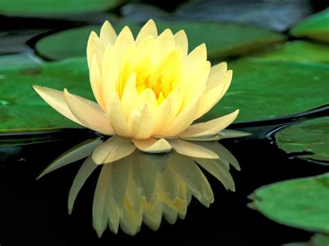 10 Image Of Lotus Flower And Root Top Collection Of Different Types