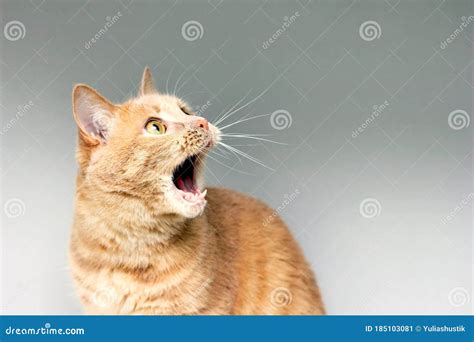 The Surprised Cat The Amazement Of The Cat Open Your Mouth In