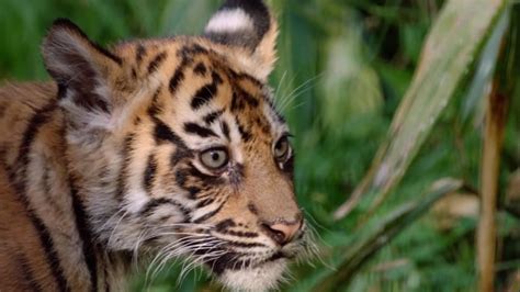 Tiny Roar Adorable Tiger Cubs Make Debut Nbc News