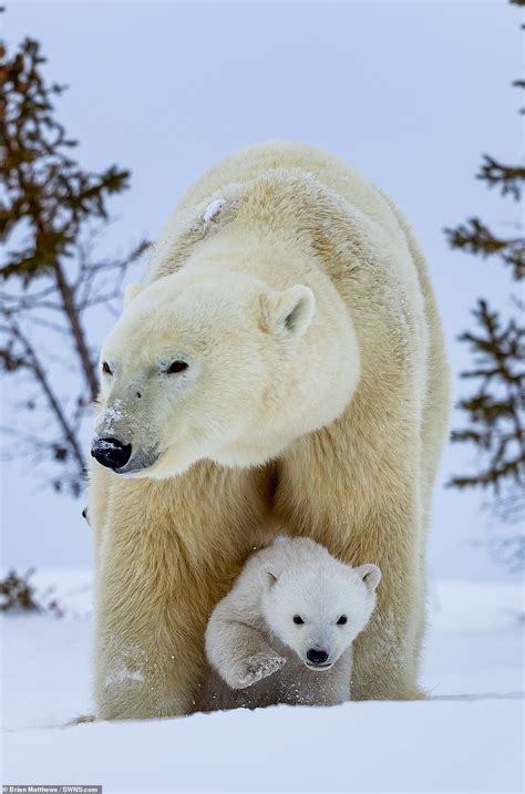 Lisa S World Cold Comfort Mother Polar Bear Rolls Around In The Snow