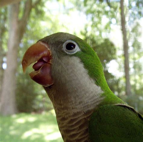 White Rocks Monk Parakeet Colony The Heat Makes Them Happy Lake