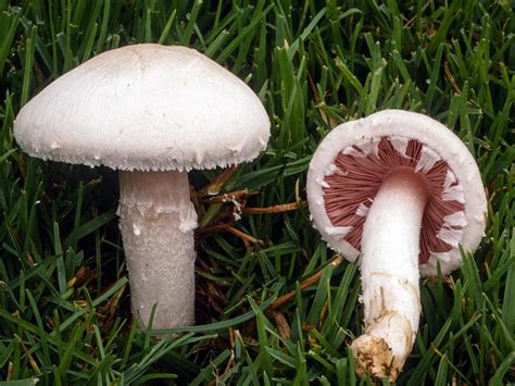 Agaricus Campestris Field Mushroom