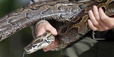Indonesian Woman Dies After Being Swallowed Whole By A Python Fox News