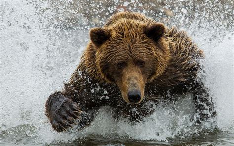 Animals Nature Wildlife Bears Grizzly Bear Brown Bear Bear Fauna
