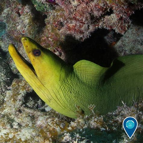 Happy St Patricks Day From This Green Moray Eel In Florida Keys