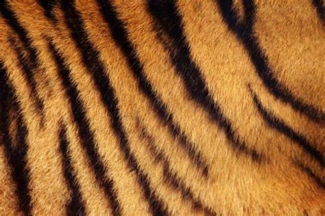 this is what s hidden under tiger s striped fur 9 pics