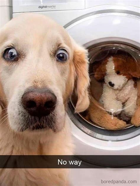 30 Hilarious Dog Memes Funnyfoto Page 3