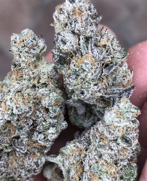 Bubba Kush Strain Ganja Estates Online Dispensary