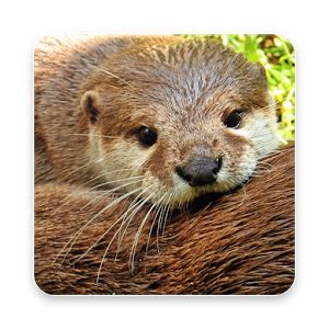 Uhd ultra hd wallpaper for desktop, iphone, pc, laptop, computer, android phone, smartphone wallpapers in ultra hd 4k 3840x2160, 8k 7680x4320 and 1920x1080 high definition resolutions. Otter PNG HD Transparent Otter HD.PNG Images. | PlusPNG
