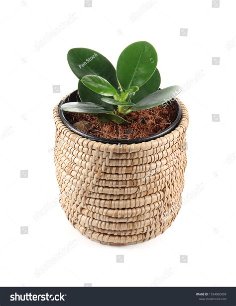 Ficus Annulata Isolated On White Background Stock Photo 1594060099