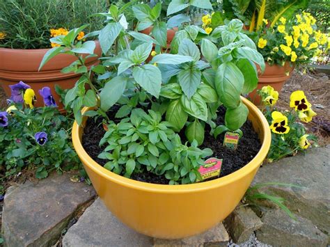 Growing Basil Growing Basil Container Herb Garden Basil Plant