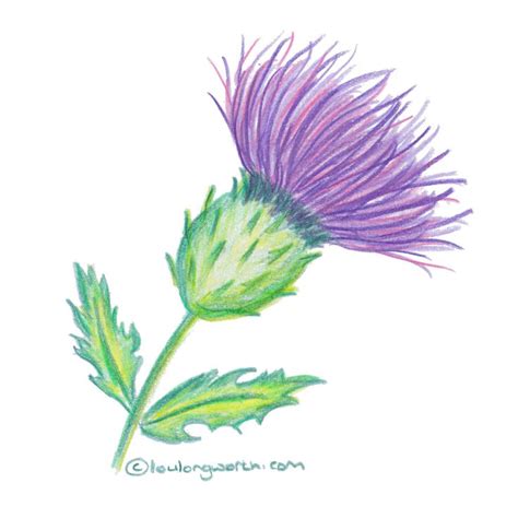 Scottish Themed Drawings Thistle Drawing In Pencil Thistle Painting