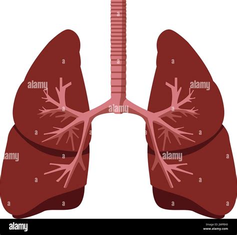 Human Lungs Anatomy Stock Vector Image And Art Alamy