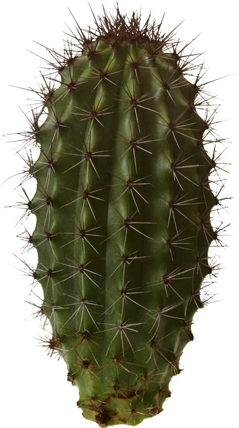 Cactus Png Image Purepng Free Transparent Cc0 Png Image Library