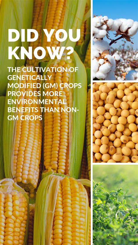 the environmental benefits of genetically modified crops in 2021