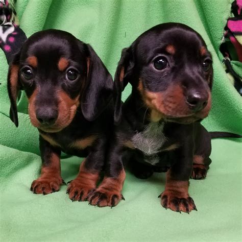 Dachshund Puppies Indiana USA Buy Puppy In Your Area