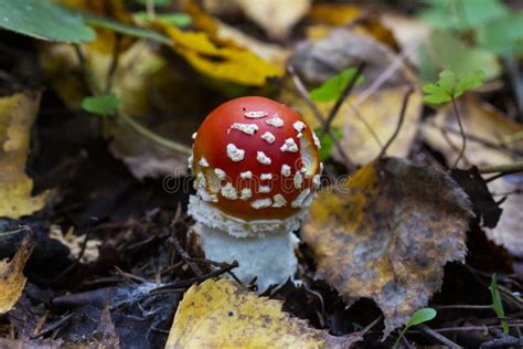 Mushroom Amanita Muscaria A Red Young Mushroom Grows In The Forest In