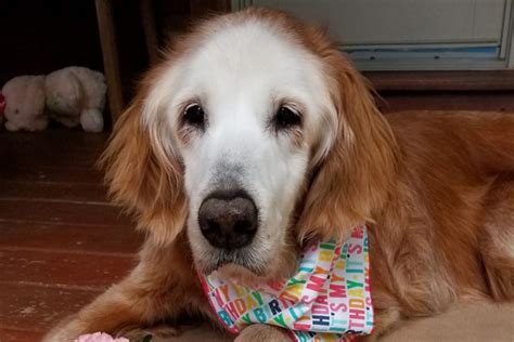 Are you an owner of a golden retriever puppy? Oldest golden retriever in history celebrates 20 years | WTOP