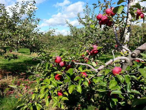 Apple Orchard Free Stock Photo Public Domain Pictures