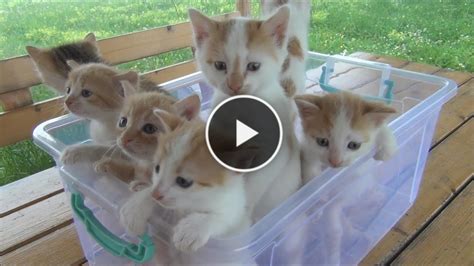 Kittens Meowing Too Much Cuteness All Talking At The Same Time