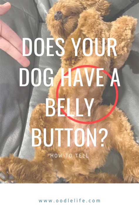 Does Your Labradoodle Have A Belly Button Is It Hiding Under All That
