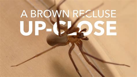 What Does A Brown Recluse Spider Look Like