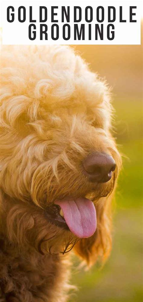 Goldendoodle Grooming Guide