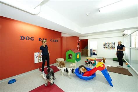 For A Smaller Space Indoor Casas Para Perros Perros Mascotas