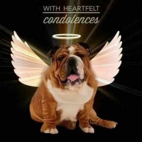 Pin By Angella Fuller On Pawsitive Thoughts Heartfelt Condolences
