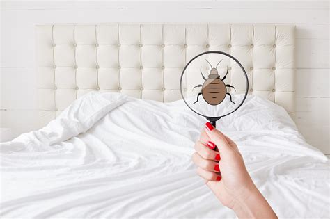 How To Identify A Bed Bugs Infestation Common Symptoms And Signs