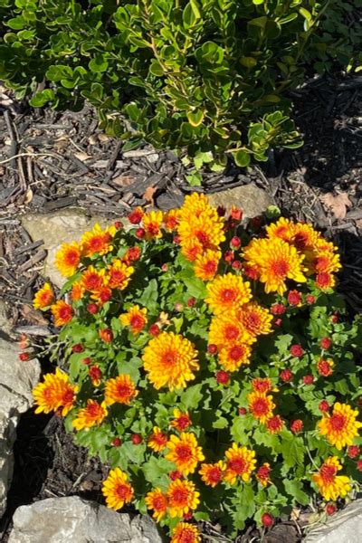 How To Save Mums Simple Secrets To Overwinter Your Hardy Mums