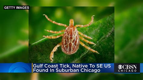 Gulf Coast Tick Native To Southeastern Us Found In Suburban Chicago