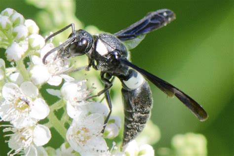 A Four Toothed Mason Wasp Focusing On Wildlife