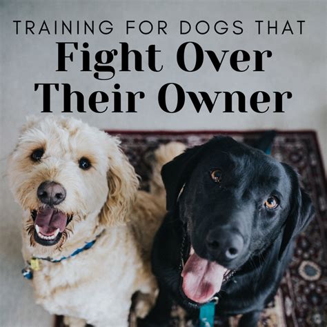 How To Stop Dogs From Fighting Over An Owner For Attention Pethelpful