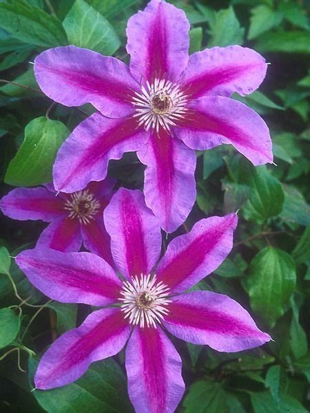 Tough vine that bursts forth with showy flowers from delicate foliage! Product Viewer | Climbing flowers, Clematis flower ...