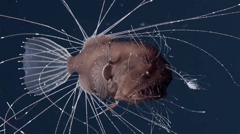 Anglerfish Mating Anglerfish Mating Male Facts Ark Pictures