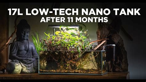 17l Low Tech Nano Tank The Best Nature Aquarium Ive Ever Made Youtube