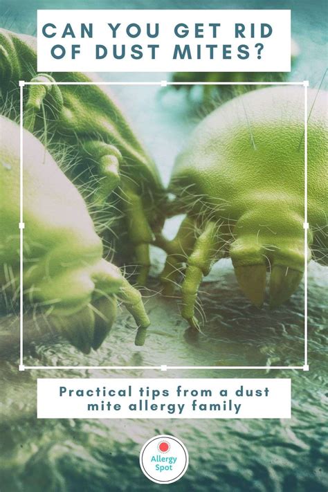 How To Get Rid Of Dust Mites Practical Allergy Tips Allergy Spot