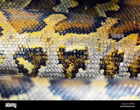 Burmese Python Skin Stock Photo Alamy