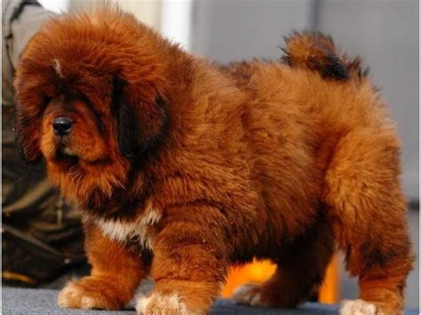 Chinese Tibetan Mastiff Dog Breed Characteristics