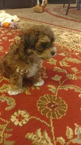 We did not find results for: Maltipoo / Yorkie mix puppies | Yorkie mix, Yorkie, Puppies