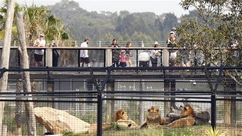 Sydney Zoo Opening Bungarribee Super Park Welcomes First Public