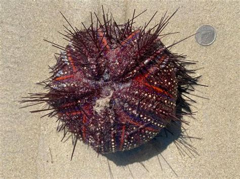Red Sea Urchins Return To Patong